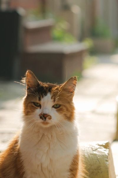Kedi poster